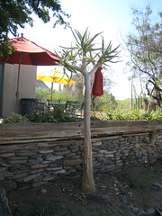 Desert Botanical Garden Tree Shedding