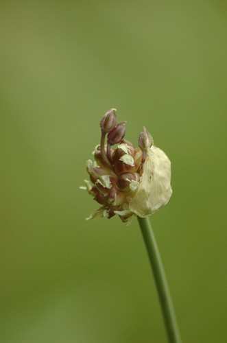Allium vineale - kraailook