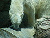 Polar Bear at the San Diego Zoo