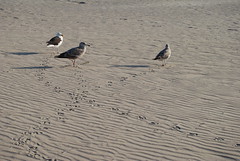 Seagull tracks