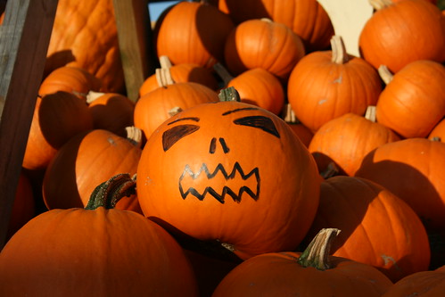 funny pumpkin faces. Funny pumpkin face :). Haha, part of a huge pumpkin display for halloween at