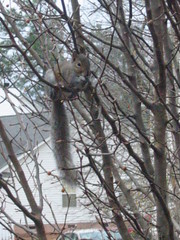 Squirrel up in the tree out back