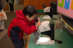 Peering through the microscope at cones and seeds