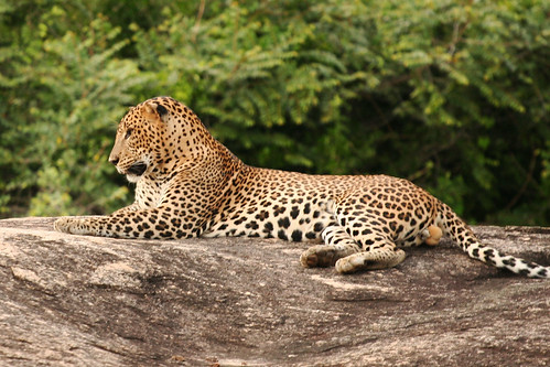 Leopard at Yala