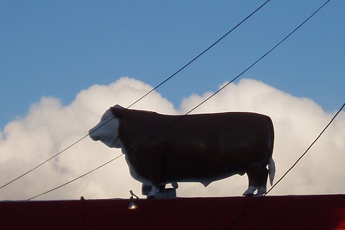 Cow in the Clouds