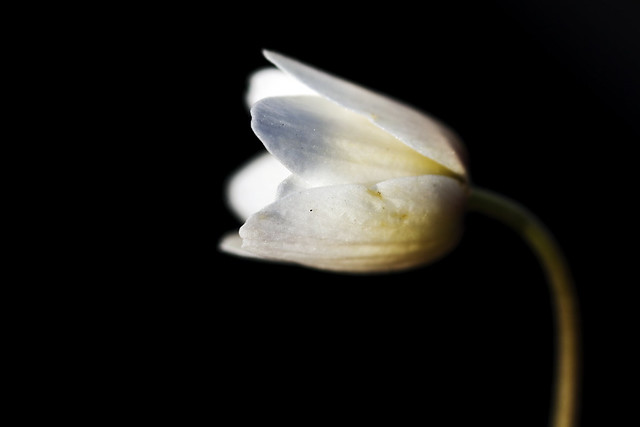 White flower in black background