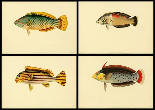 Fishes of Ceylon 1834 a