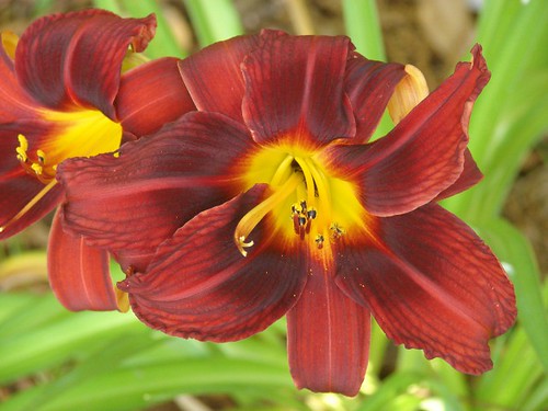 daylily 'Route 66'