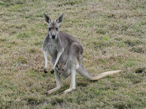 Western Grey Kangaroo with joey
