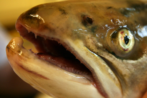 Wild sea trout face