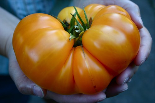 is it a pumpkin, or a tomato?