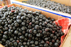 Blueberries 2008 - 03