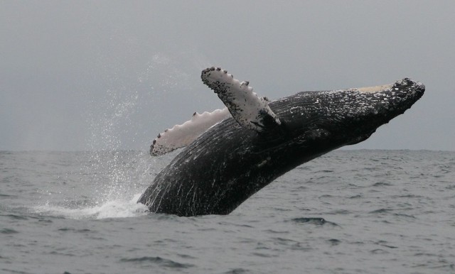 Breaching humpback whale