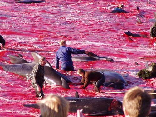 dolphins slaughter