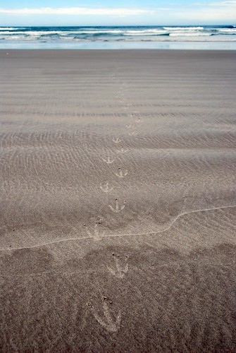 penguin tracks