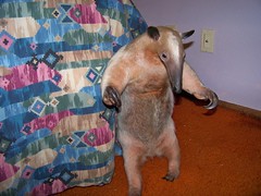 Waiting for my next move(anteater standing)