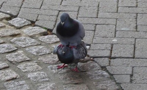 pigeonpole