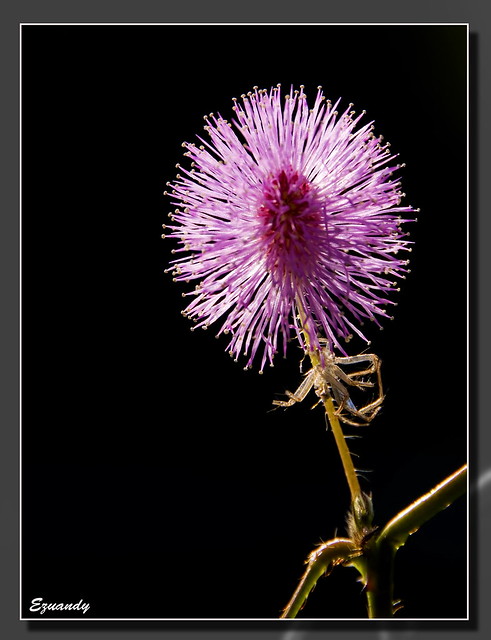 Mimosa Pudica & dead Spider