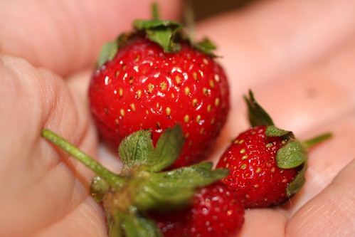 First Strawberries by zostra
