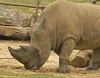 Rhino  - Tulsa Zoo
