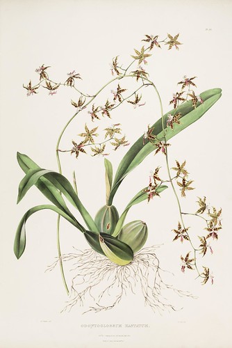 Odontoglossum hastatum - The Orchidaceae of Mexico and Guatemala