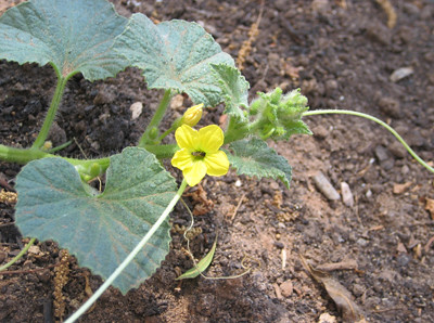 Cantaloupe Blooming Pictures