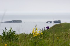 海岸の花と窓岩