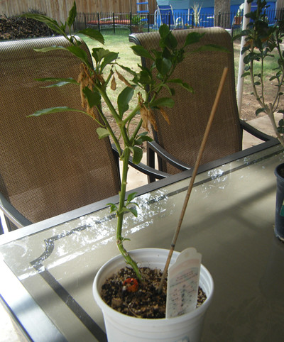 Anaheim Pepper Plant