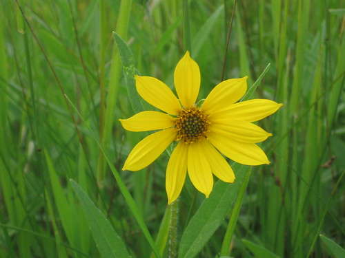 A Pretty Yellow Flower
