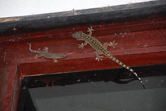 lizards on our window
