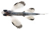 Hirundichthys, Juvenile (Flying Fish)