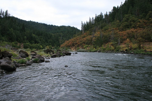 Oregon Rogue River half-pounder steelhead