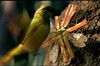 CAZA Spitfire beetle pack hunts Spitfire Bird