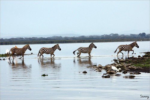 你拍攝的 33 Lake Naivasha - 斑馬。