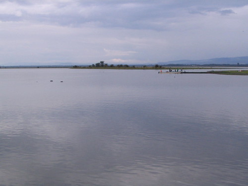 你拍攝的 36 Lake Naivasha。