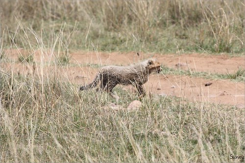 你拍攝的 56 Masai Mara - Leopard。