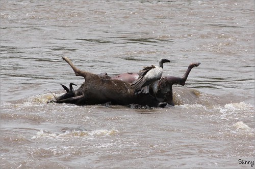 你拍攝的 69 Mara River - Dead Wildebeest with Vulture。