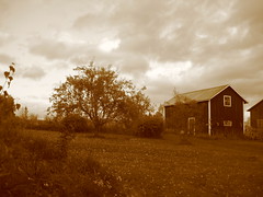 apple tree and house dressed in sepia