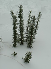 Rosemary in the snow