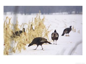 Wild-Turkey-Pick-Over-a-Corn-Field-in-Williston-Vermont-Wednesday-March-5-2003-Posters.jpg