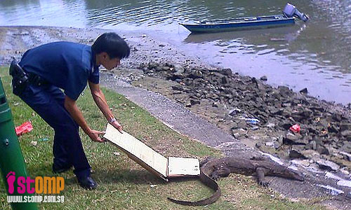 Poor giant lizard trapped by callous hunters