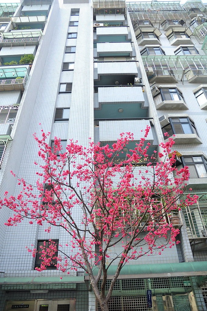 櫻花跟大樓