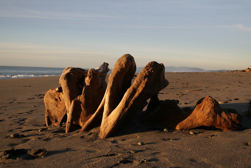 Driftwood bones on Hokitika Beach