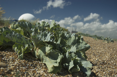 Sea-kale and Sizewell B