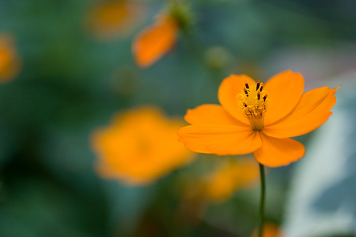 Amazingly Orange Flower