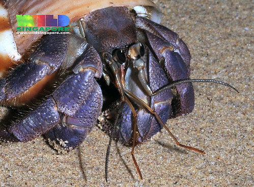 Land hermit crab (Coenobita sp.)