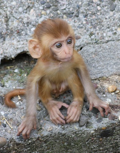 baby rhesus monkey by Stella Solaris.