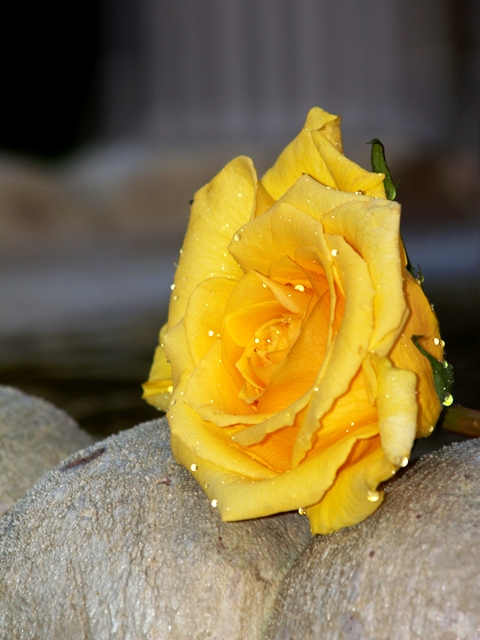 Yellow Rose Named Leonardo
