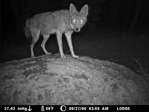 can a coyote get a little privacy?