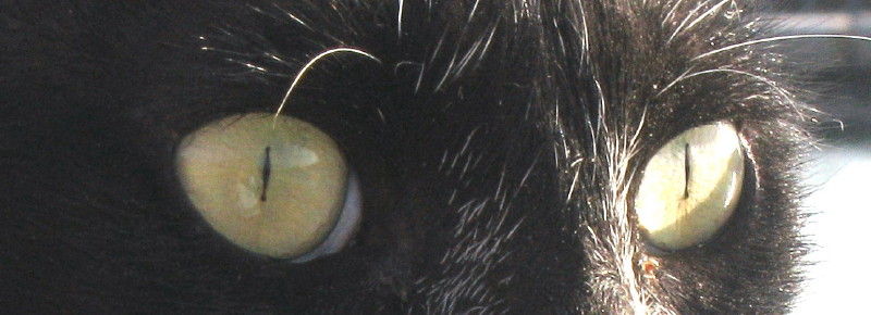 4-10-2008-ms-cat-eyes